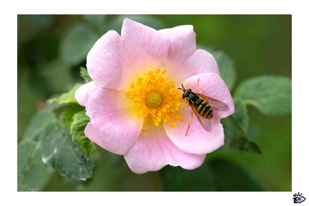 Ape che raccoglie nettare da una rosa canina in fiore, con petali rosa delicati e stami gialli