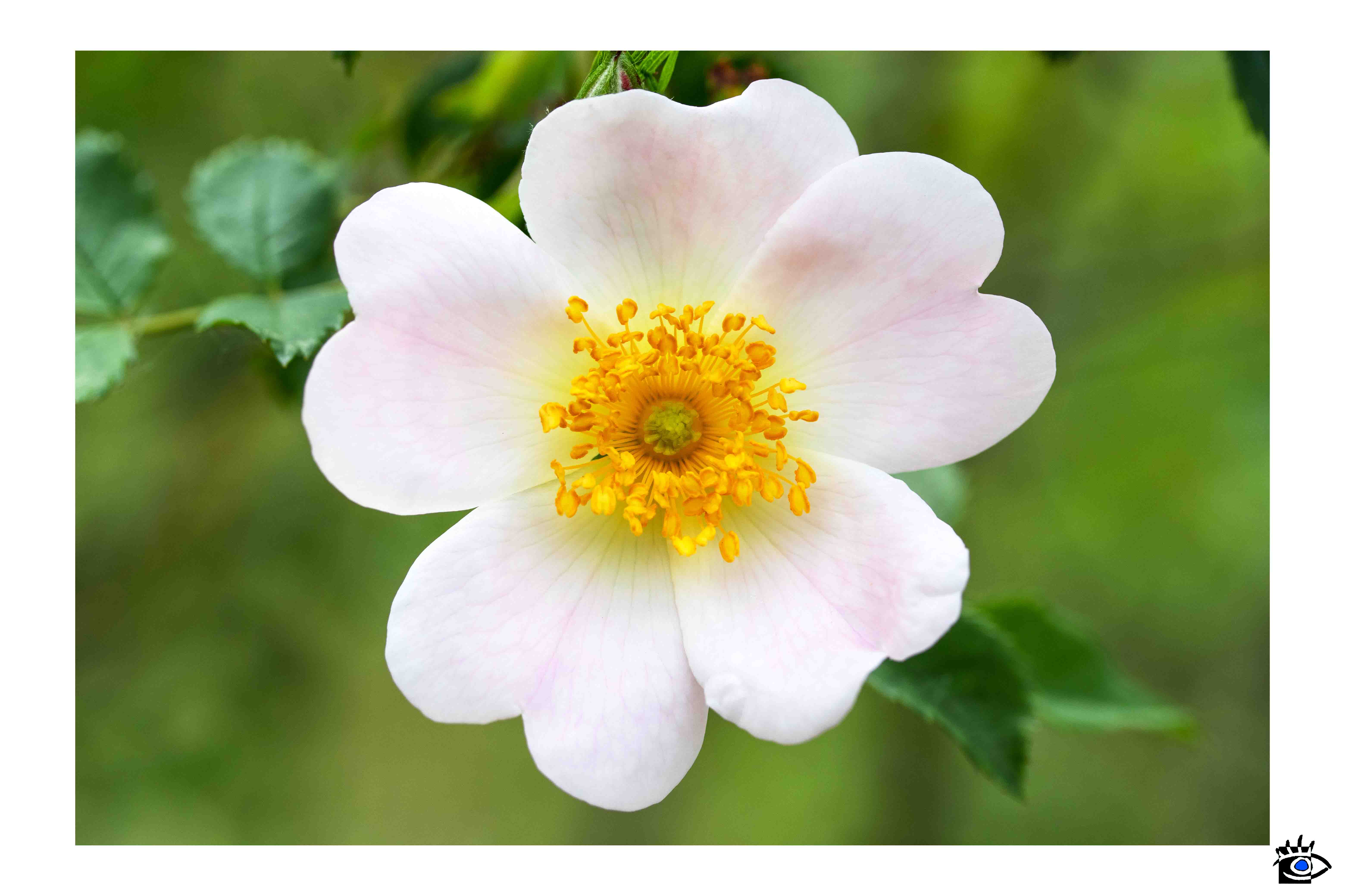 Dettaglio di una rosa canina con petali rosa e centro giallo, con uno sfondo sfocato di fogliame verde