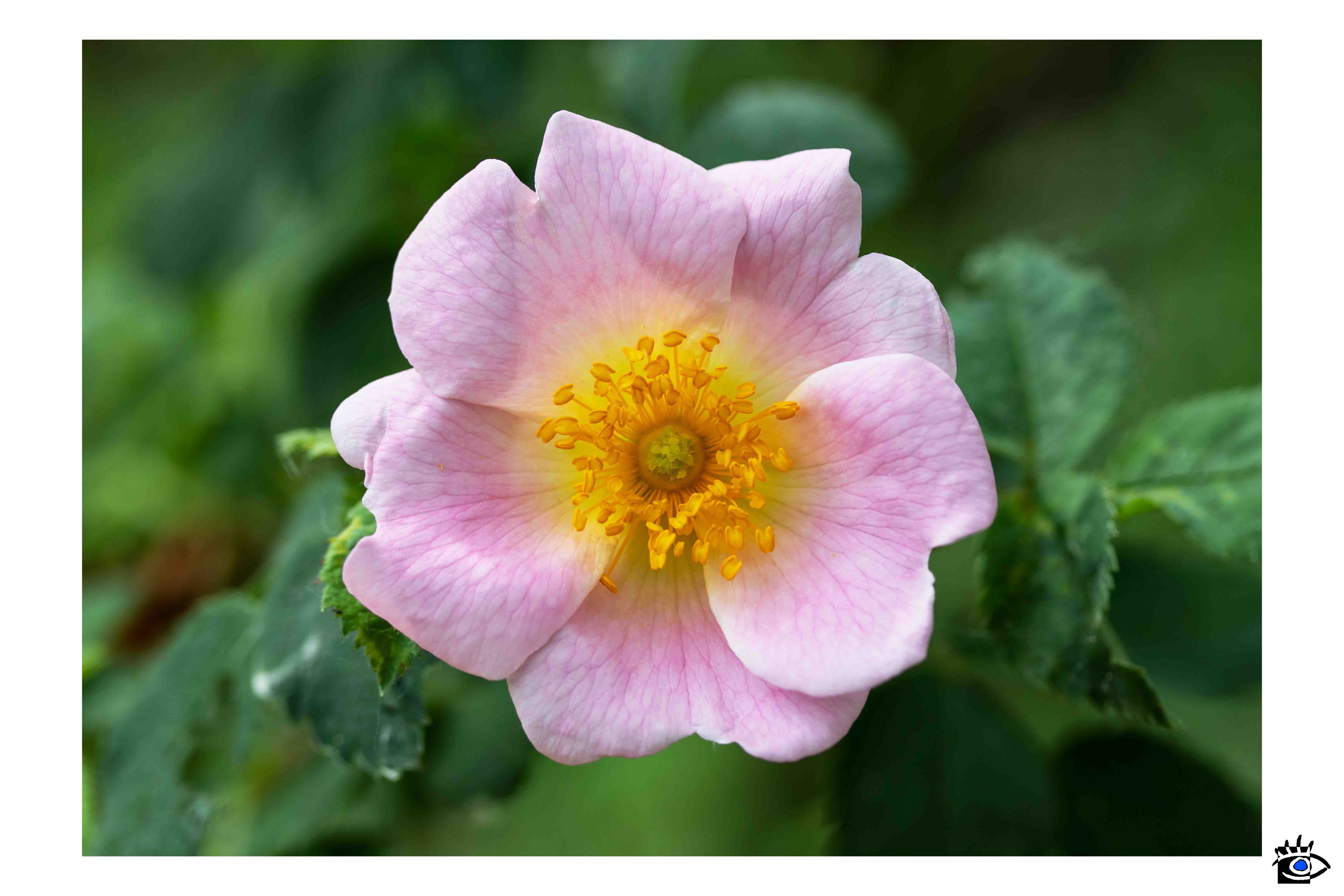 Dettaglio di una rosa canina con petali rosa e centro giallo, con uno sfondo sfocato di fogliame verde