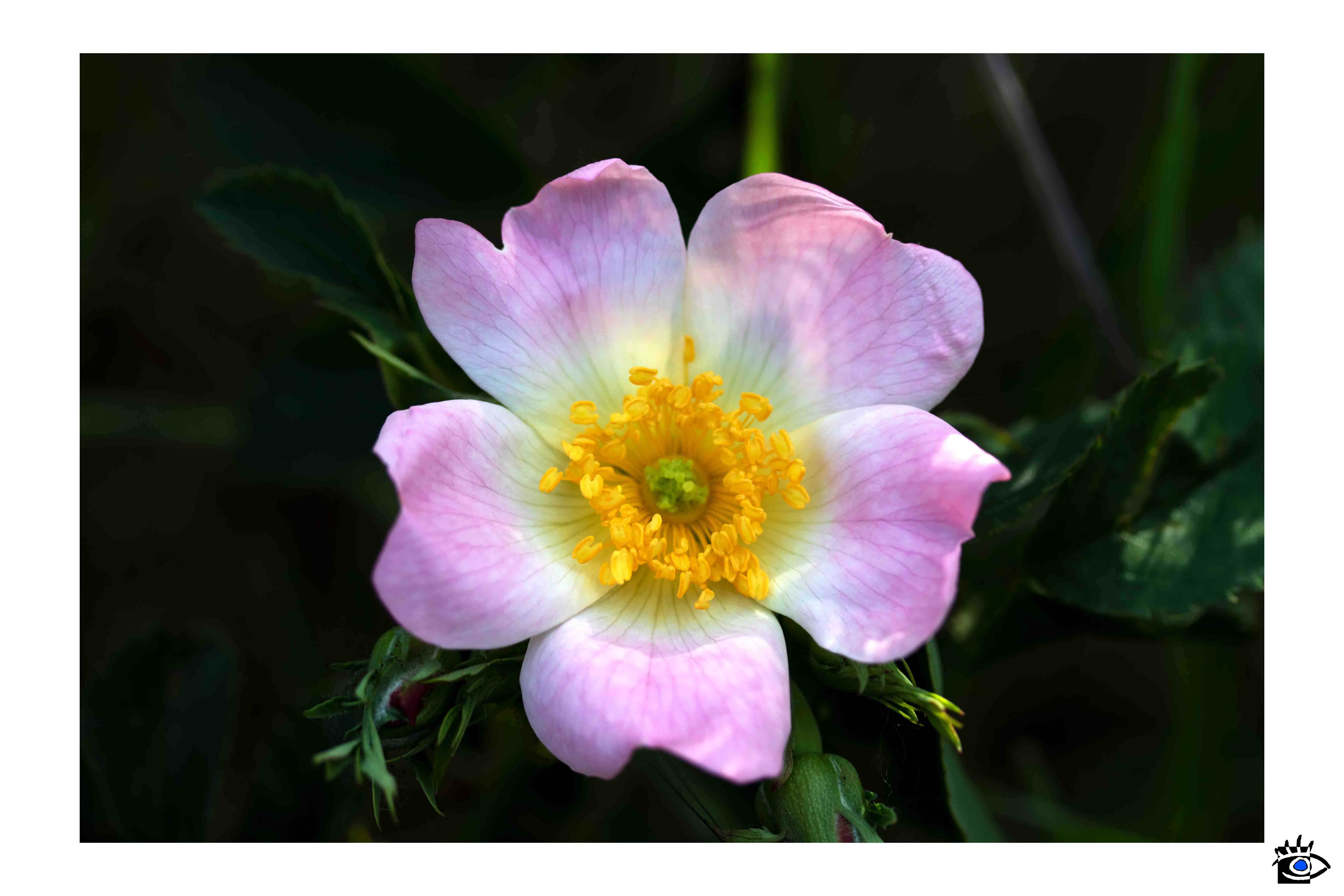 Dettaglio di una rosa canina con petali rosa e centro giallo, con uno sfondo sfocato di fogliame verde