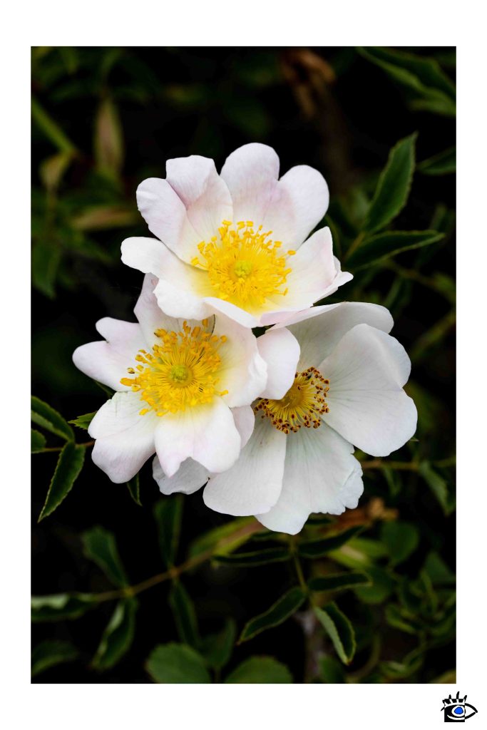 Dettaglio di una rosa canina con petali rosa e centro giallo, con uno sfondo sfocato di fogliame verde