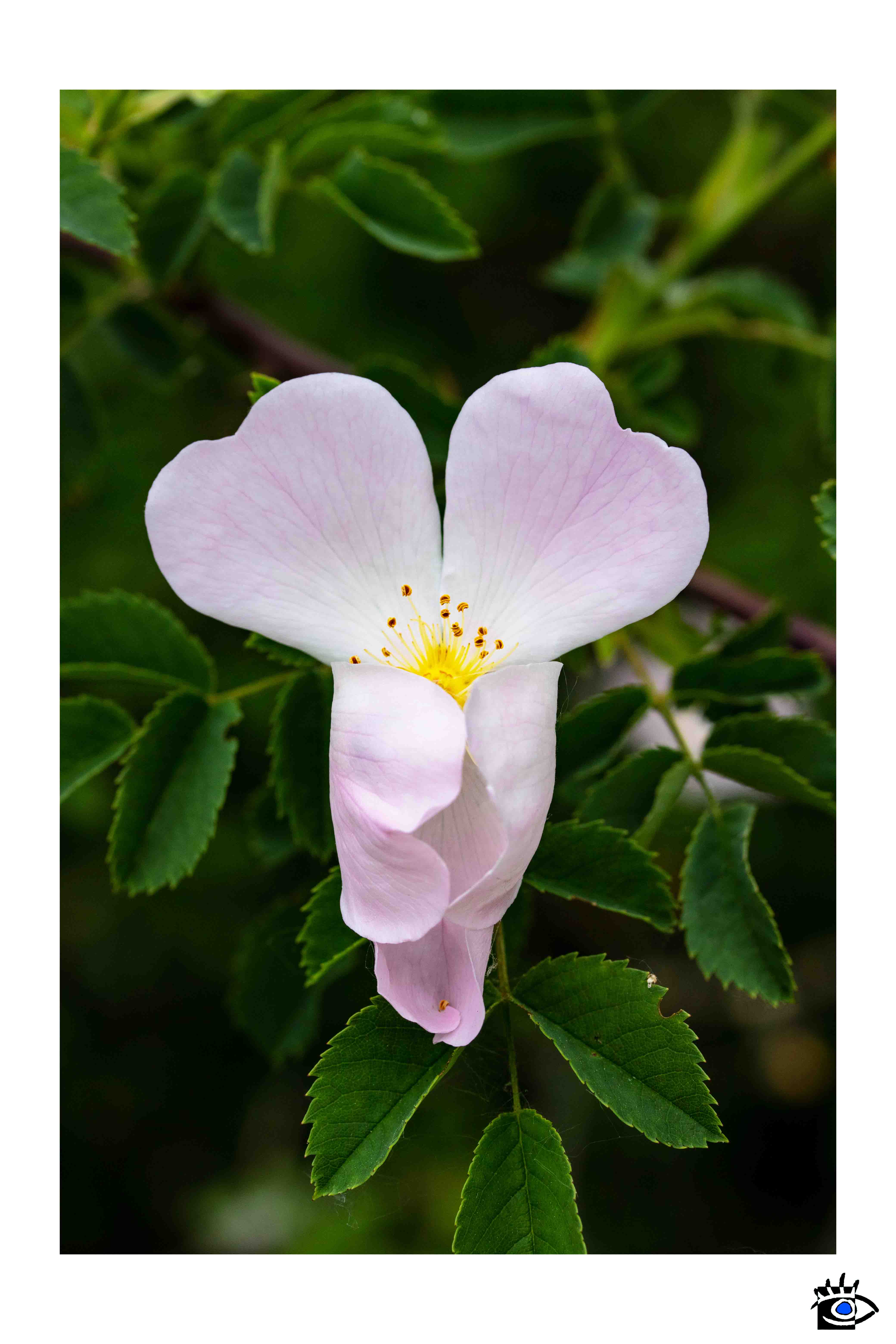 Dettaglio di una rosa canina con petali rosa e centro giallo, con uno sfondo sfocato di fogliame verde