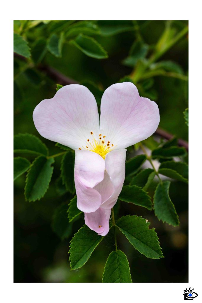Dettaglio di una rosa canina con petali rosa e centro giallo, con uno sfondo sfocato di fogliame verde