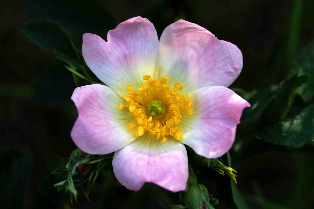 Esplosione di rose canine al Parco Fluviale del&nbsp;Taro