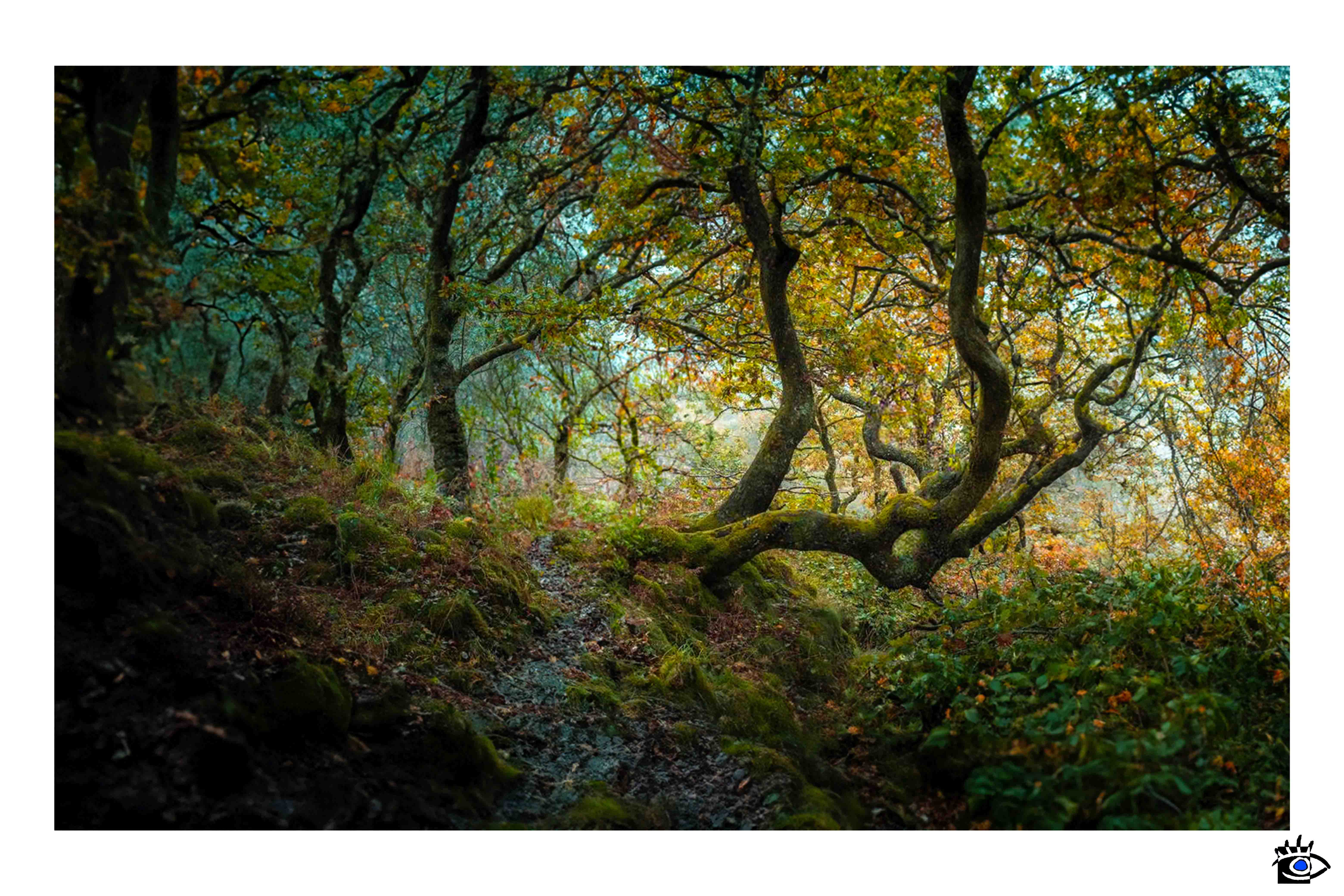 Bosco autunnale con alberi muschiosi, tronchi e nebbia