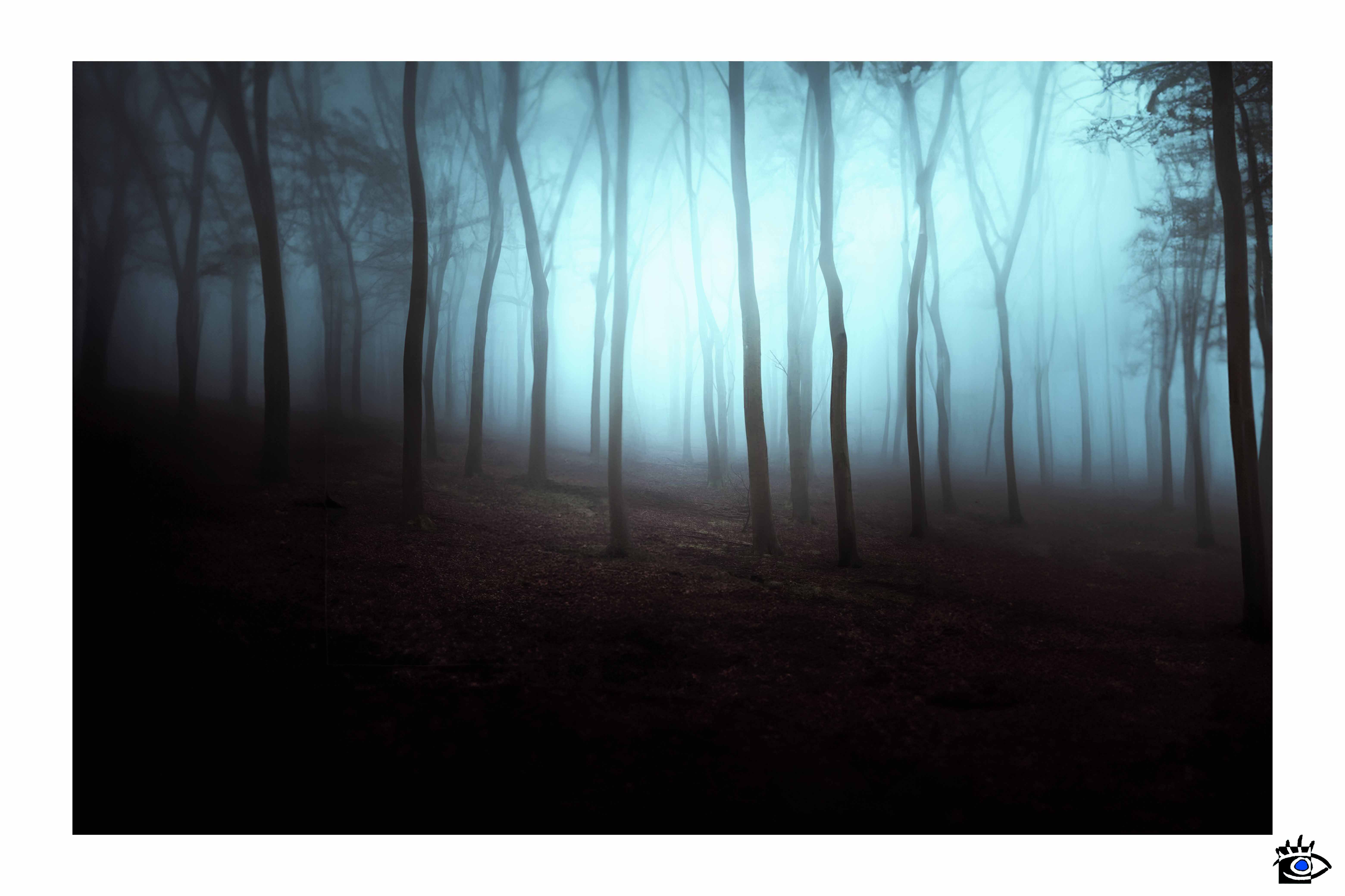 Bosco autunnale all'alba con alberi muschiosi, tronchi dritti e nebbia