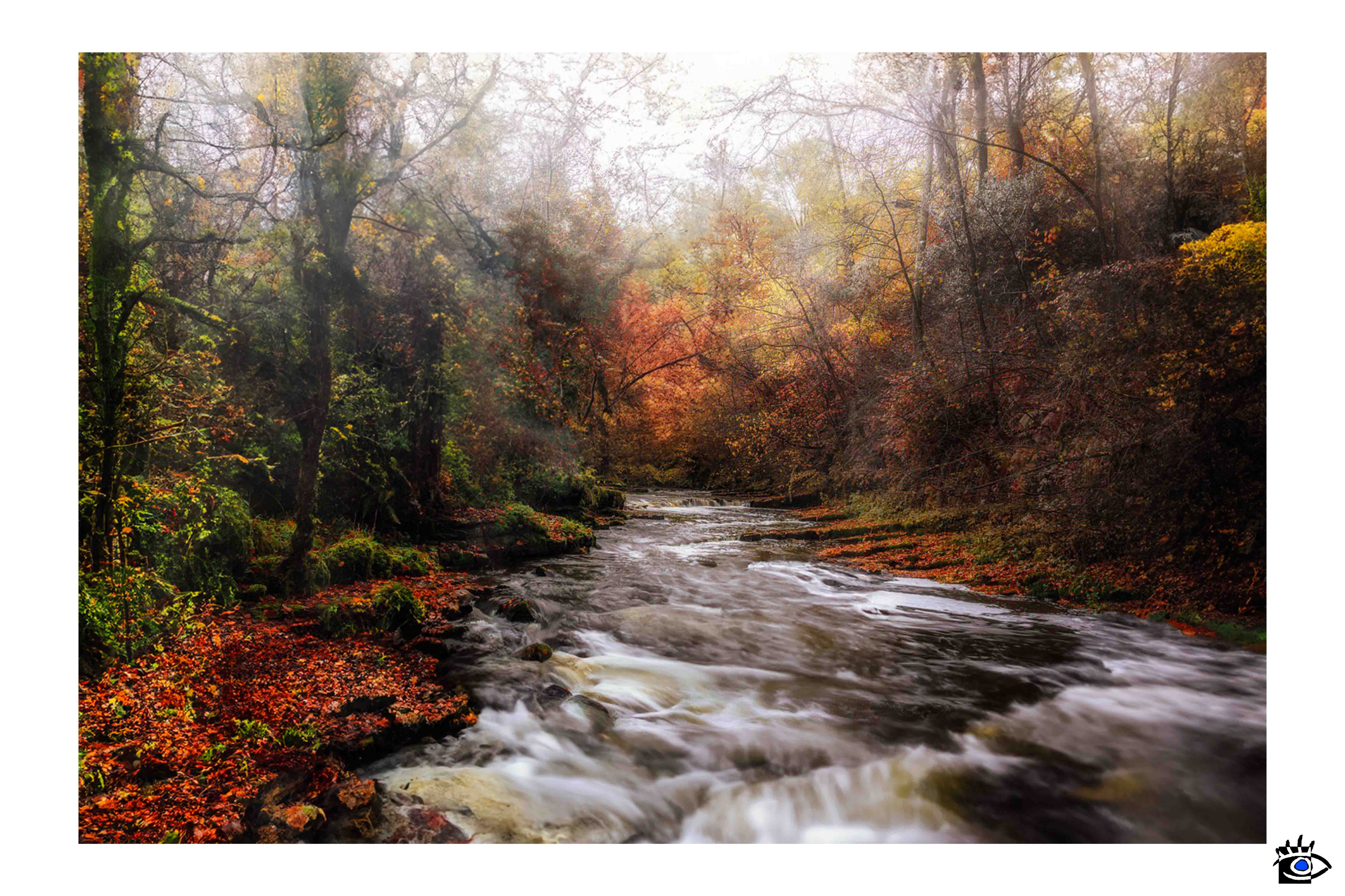 Ruscello di montagna con acqua che scorre e alberi bagnati da recenti piogge