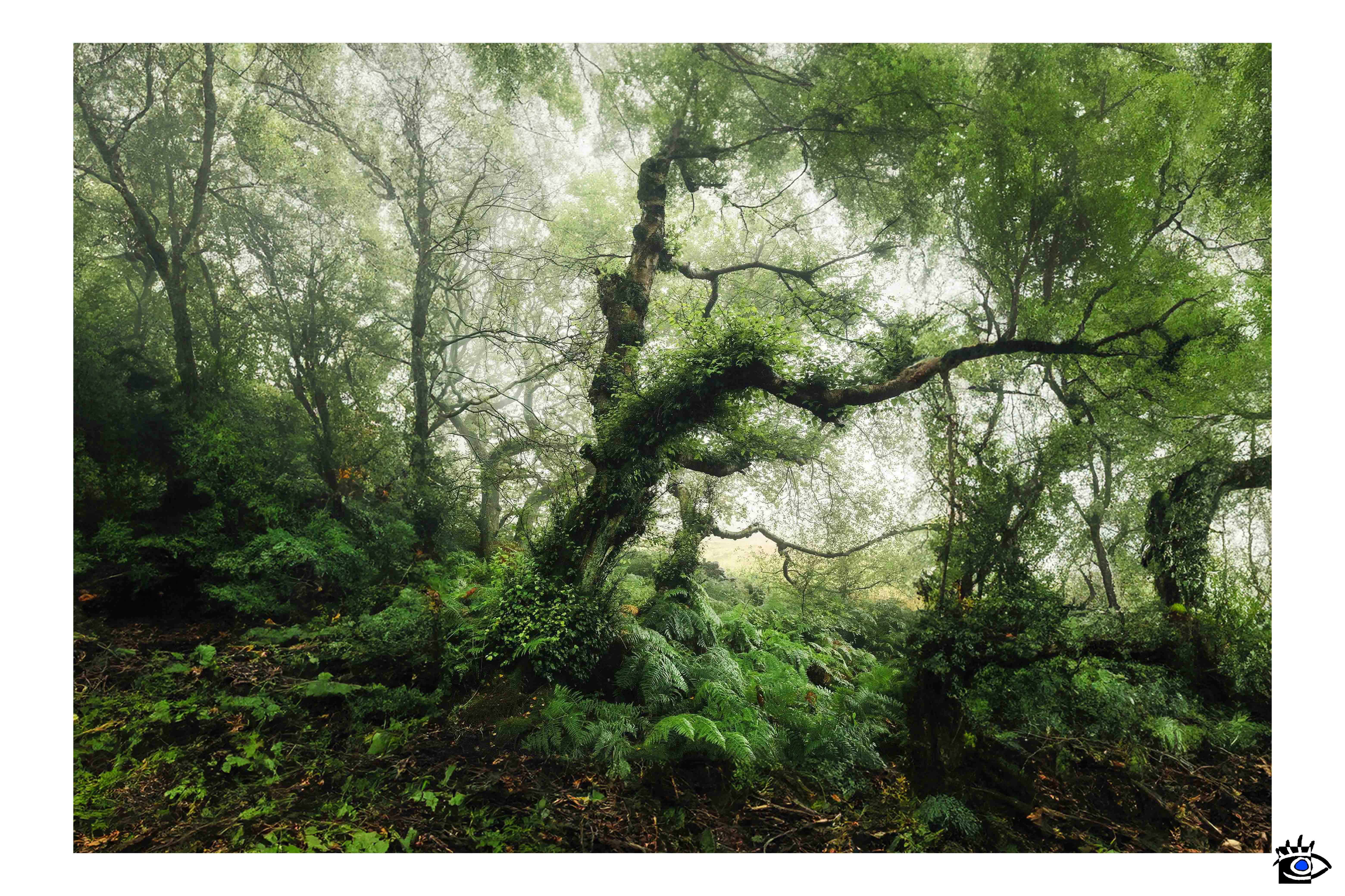 Bosco autunnale con alberi muschiosi e tronchi torti, avvolto nella nebbia
