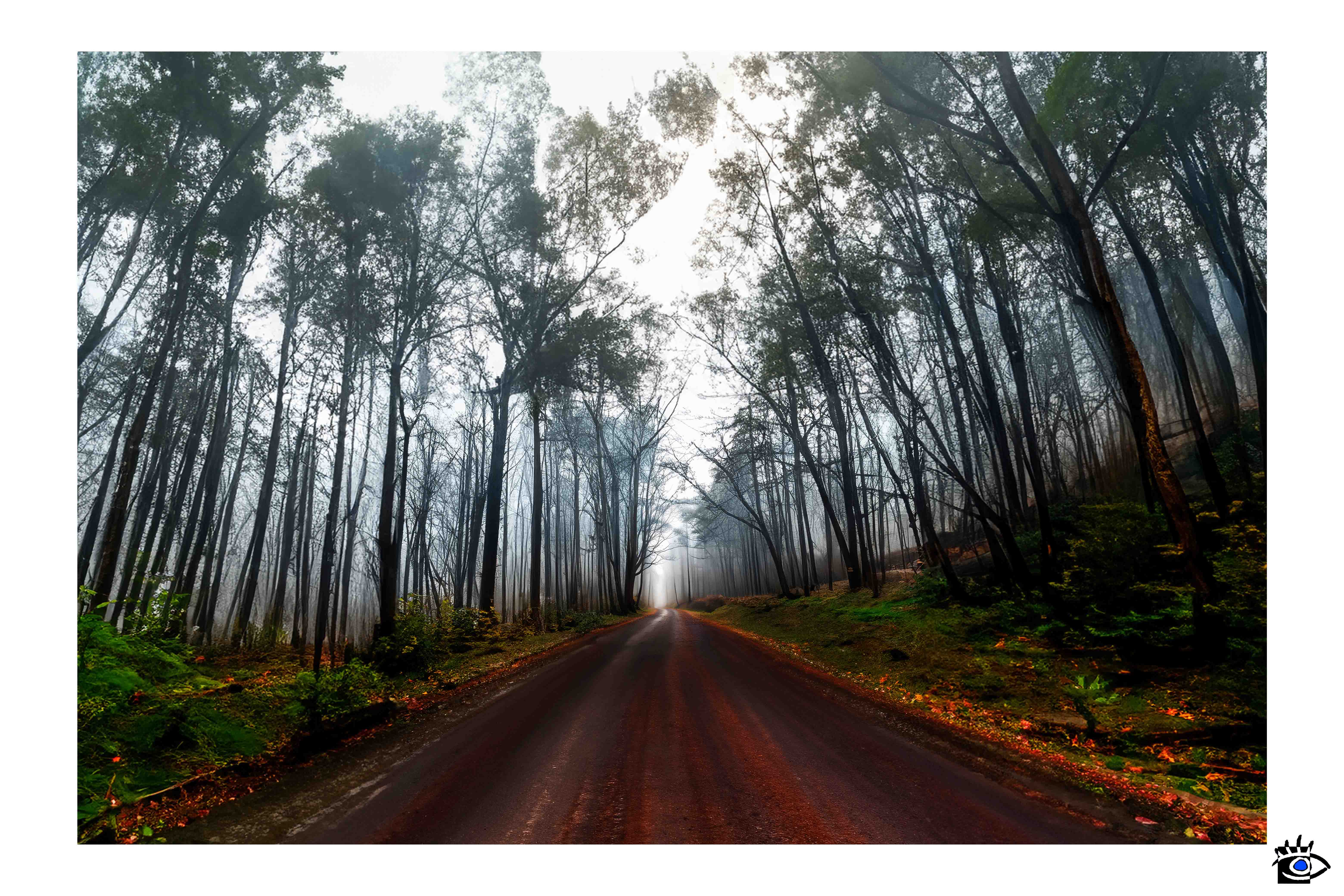 Sentiero autunnale coperto di foglie colorate conduce in una foresta con nebbia