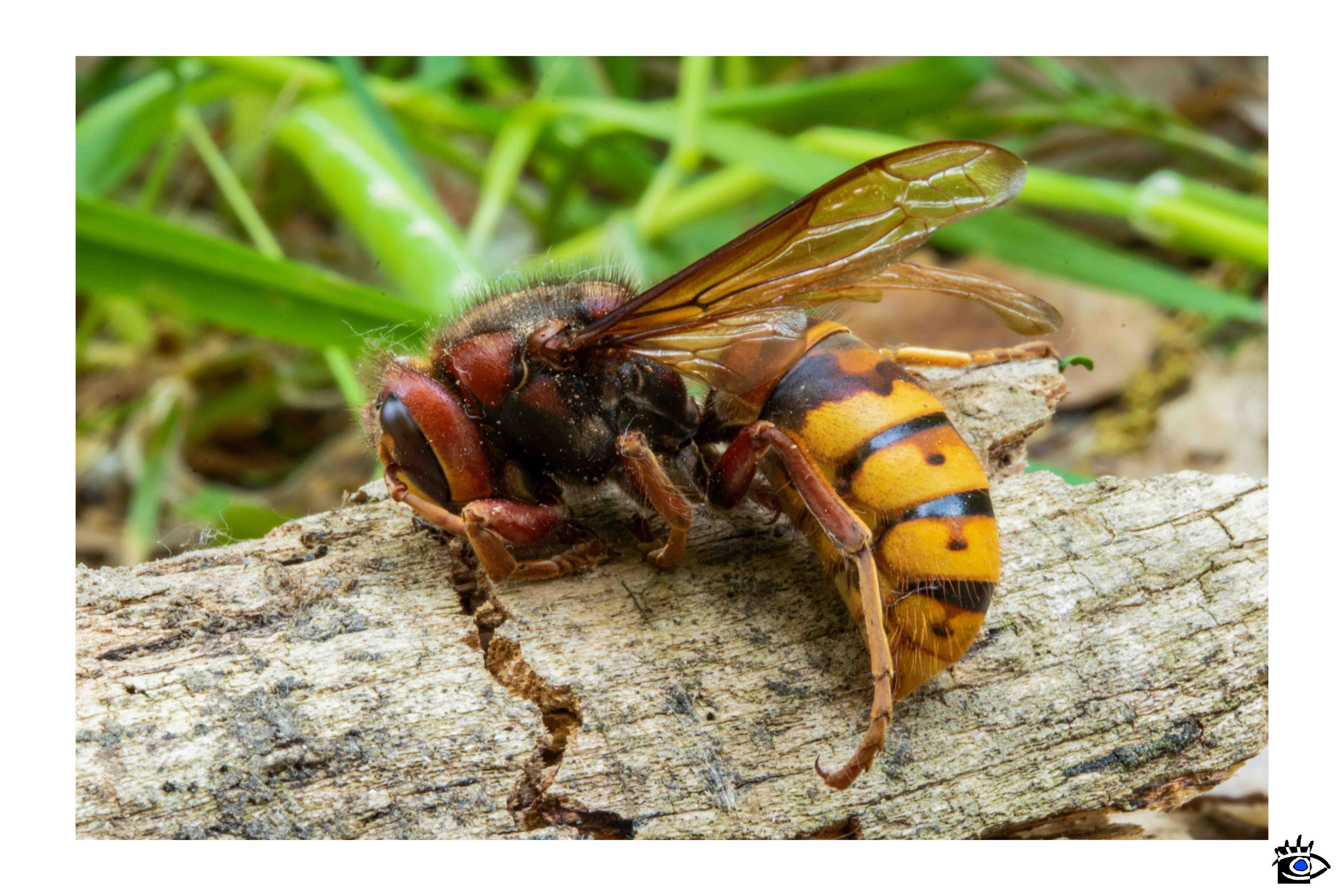 Primo piano di un calabrone cinese, evidenziando il suo corpo peloso e le ali trasparenti con riflessi iridescenti.