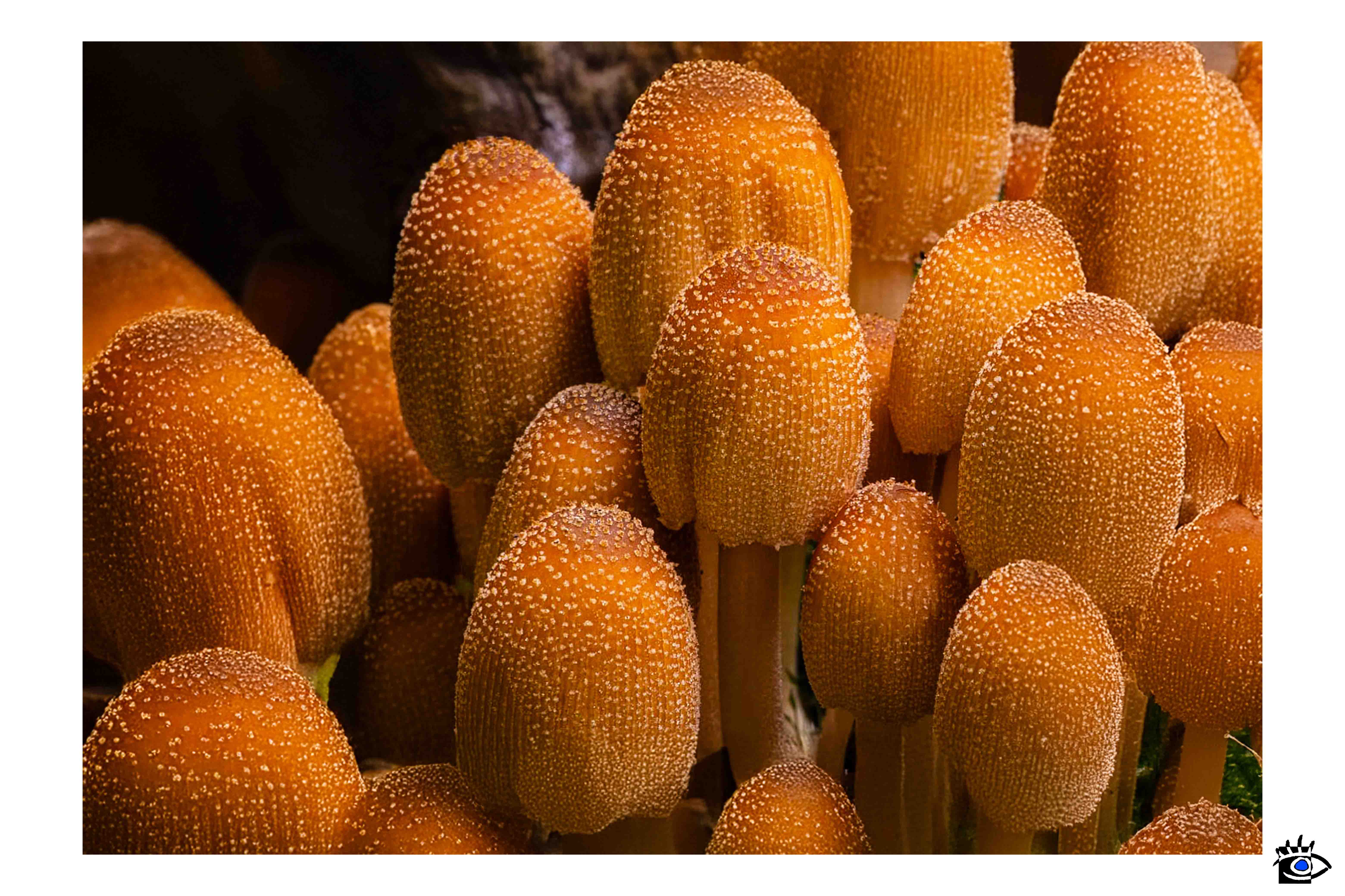 Macro fotografia del fungo Coprinellus micaceus, evidenziando la cappella frastagliata e la superficie coperta di squame.