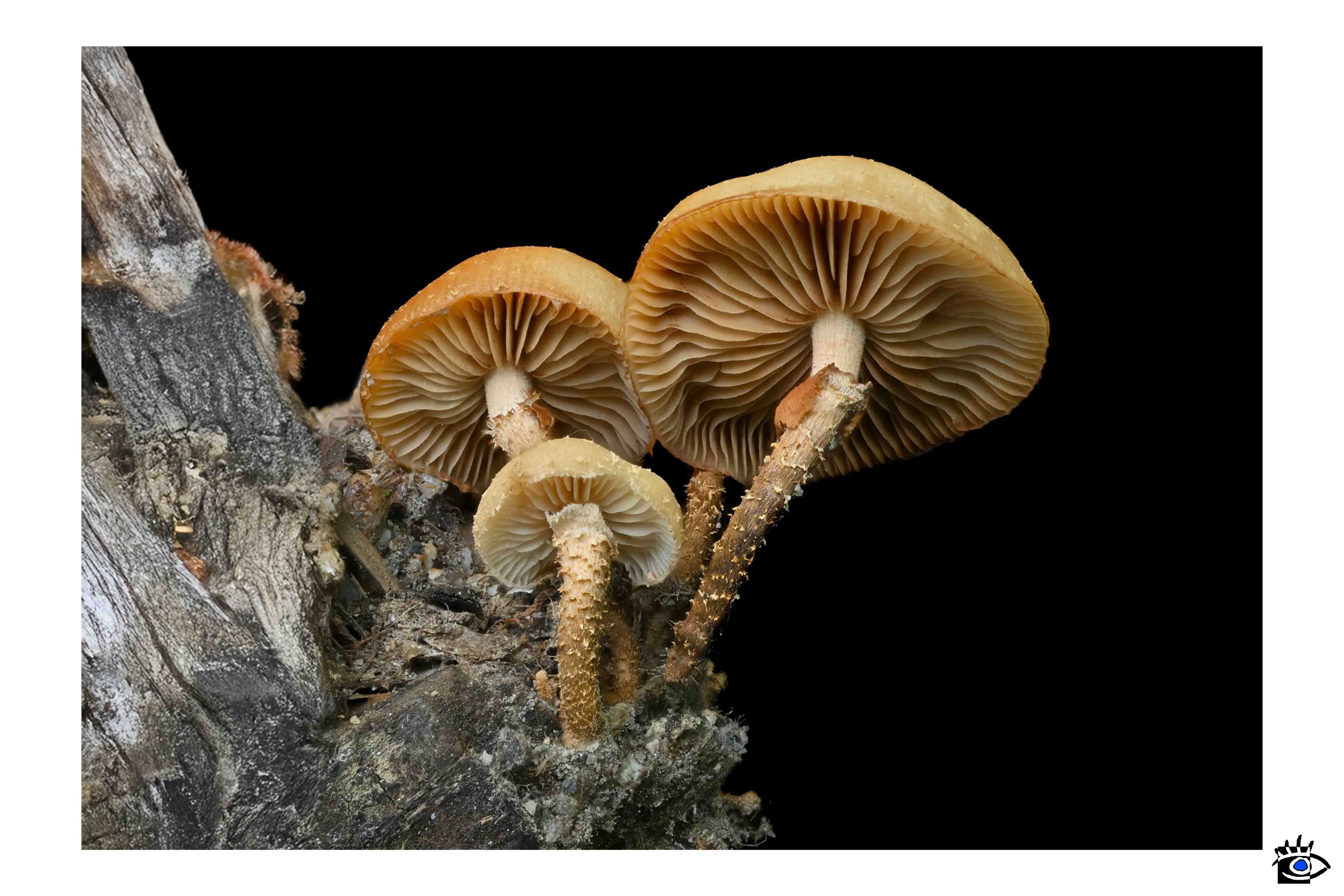 Fotografia ravvicinata del fungo Deconica coprophila, evidenziando la sua cappella scura e il gambo sottile.