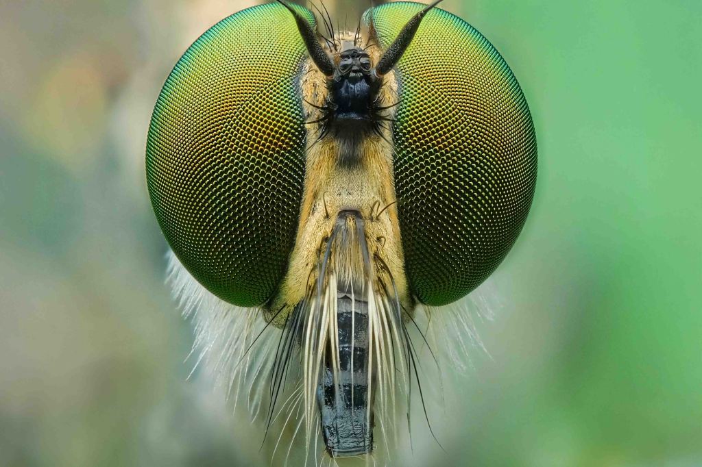 Differenze tra Fotografia Macro e&nbsp;Ravvicinata