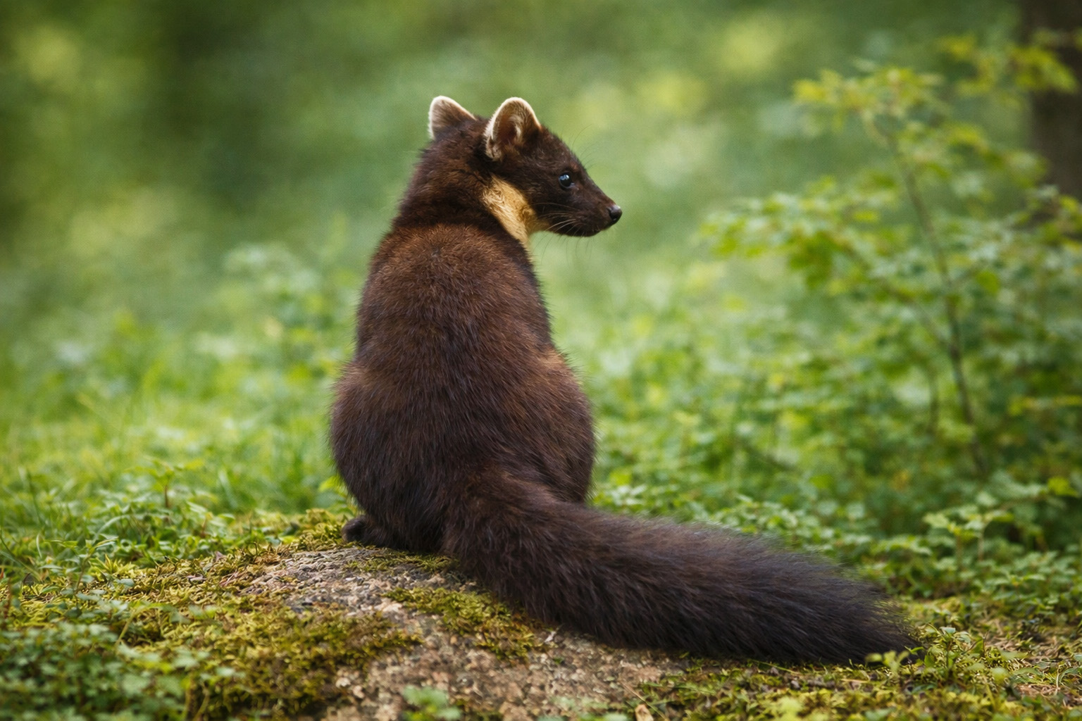 La martora alle pendici del Monte Ventasso