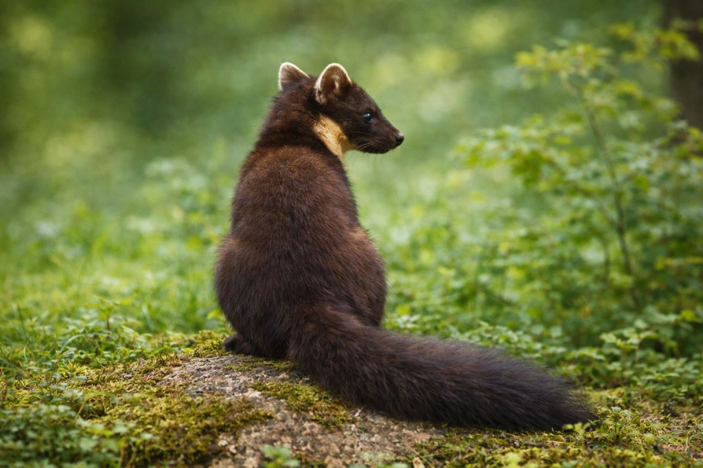 La martora alle pendici del Monte&nbsp;Ventasso