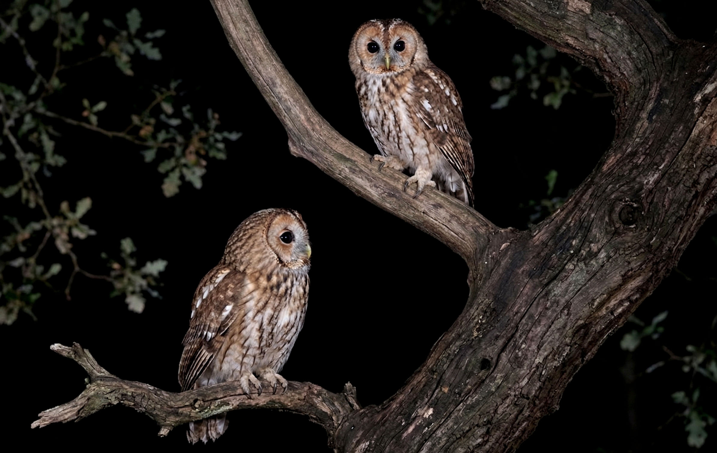 Allocco a Madregolo di Collecchio: due occhi nella notte emiliana